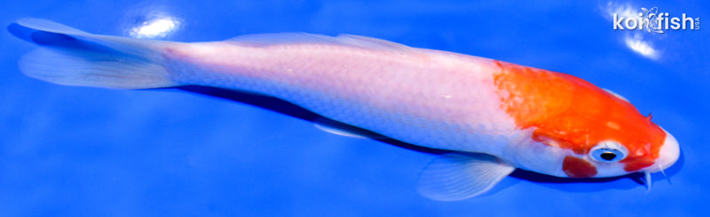 6.5" KOHAKU