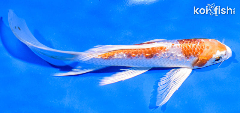 6.5" GINRIN NIDAN HARIWAKE BUTTERFLY