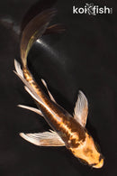 5.5" ARAGOKE KIN KIKOKURYU BUTTERFLY