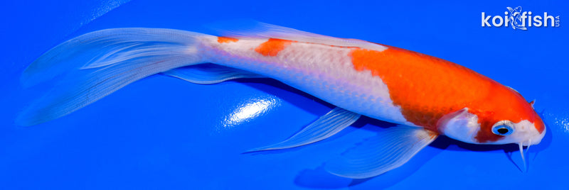 7" KOHAKU BUTTERFLY