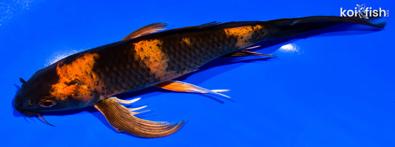 7" KIN HI UTSURI BUTTERFLY