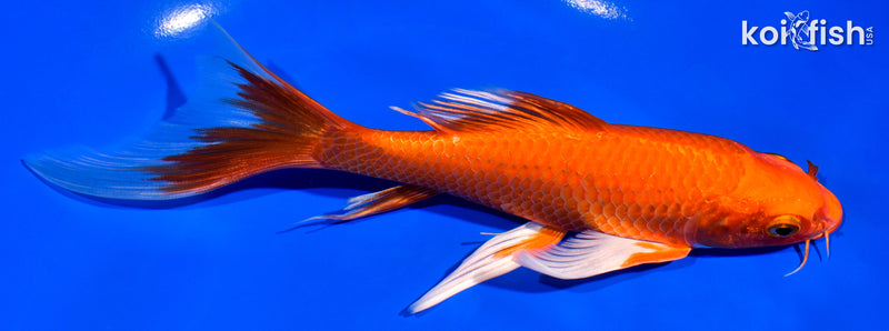 7.5" ORENJI OGON BUTTERFLY