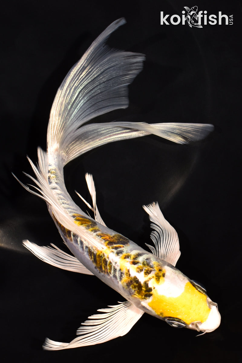7.5" KIN KIKOKURYU BUTTERFLY