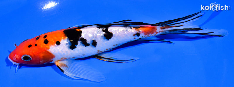 7.25" GINRIN SANKE BUTTERFLY