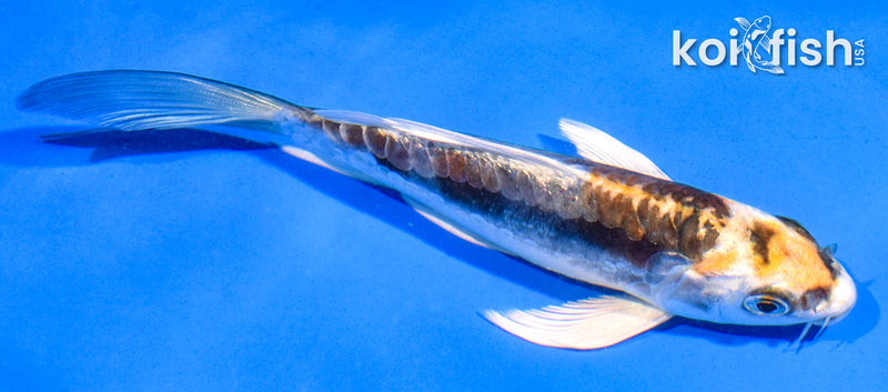 5.5" KIN KIKOKURYU BUTTERFLY