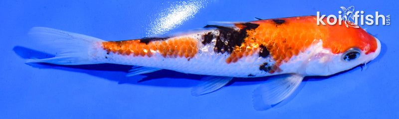 5.5" GINRIN SANKE