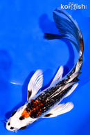 7" GINRIN BENI GINGA BUTTERFLY