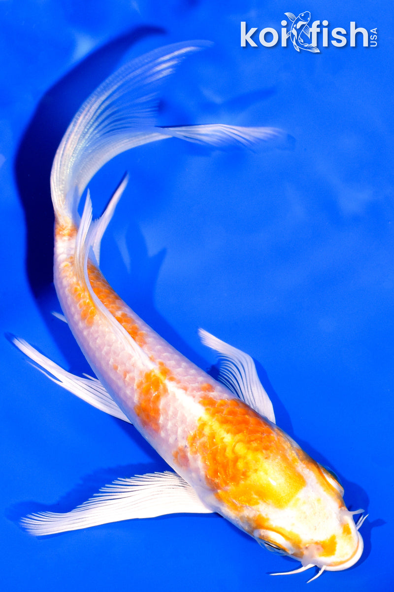 5.5" HARIWAKE BUTTERFLY