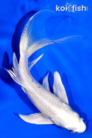 5.5" PLATINUM OGON BUTTERFLY