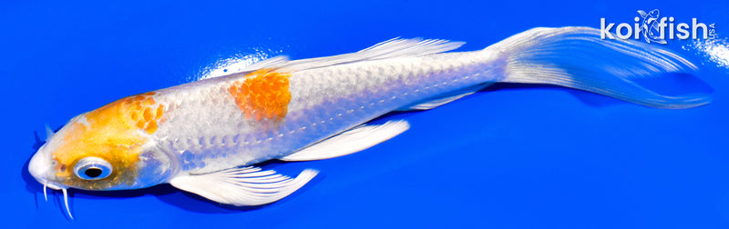 5.5" HARIWAKE BUTTERFLY