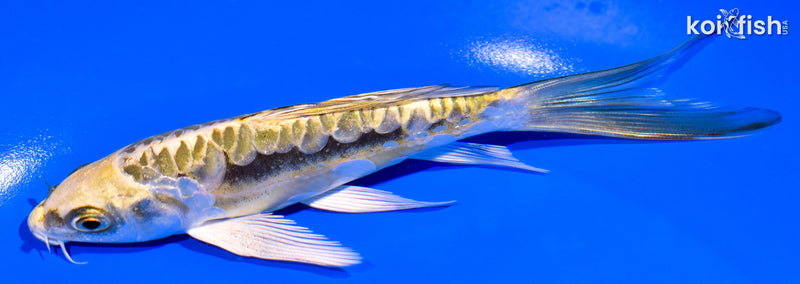 6" KIN KIKOKURYU BUTTERFLY