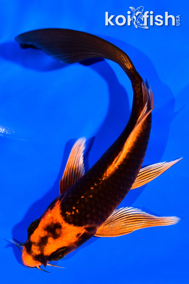 5.5" ORENJI MATSUBA BUTTERFLY