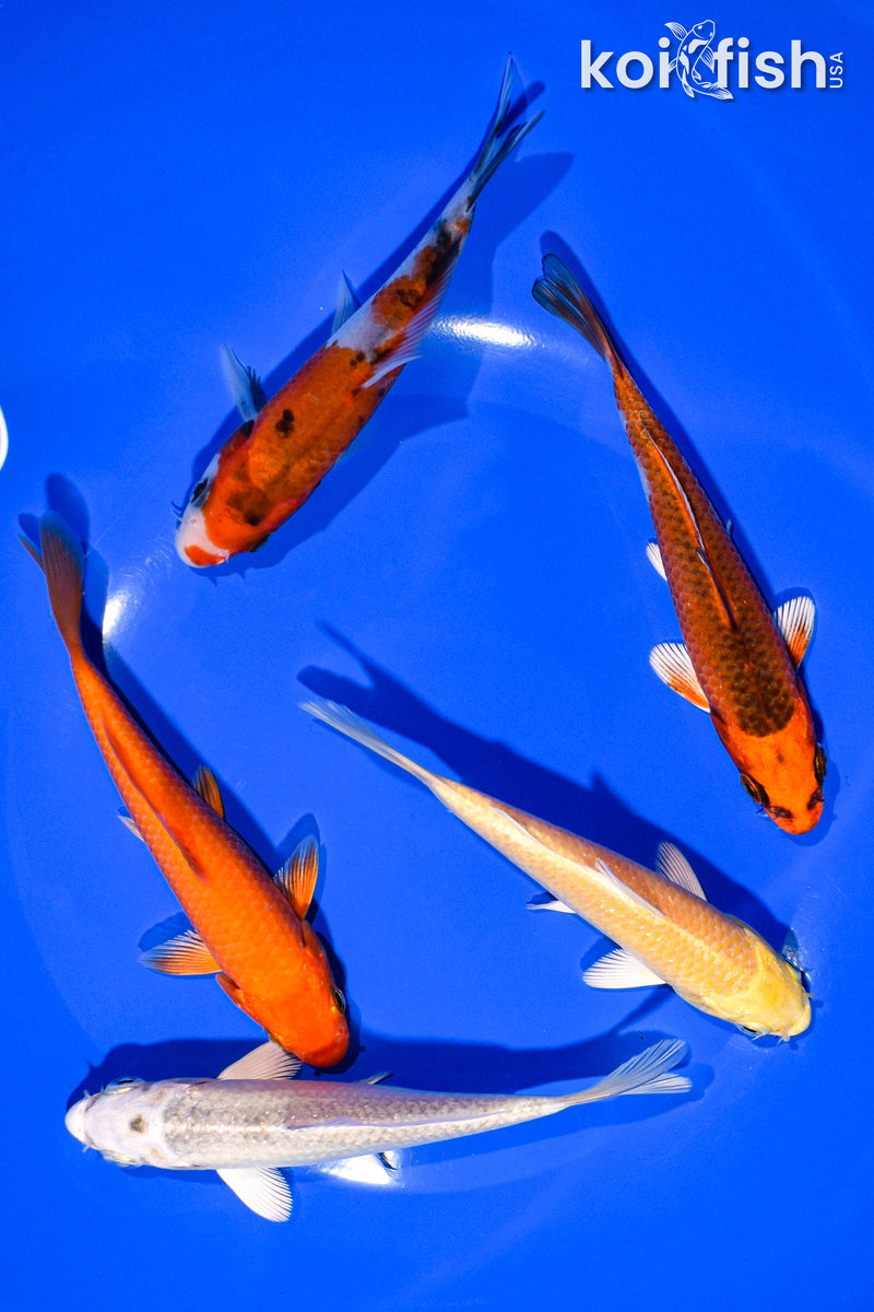 PACK OF (5) 4-5" STANDARD KOI