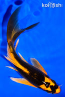 6" ORENJI MATSUBA BUTTERFLY