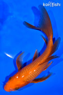 7.5" CHAGOI BUTTERFLY