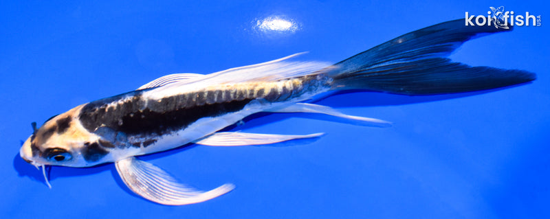 5.75" KABUTO BUTTERFLY