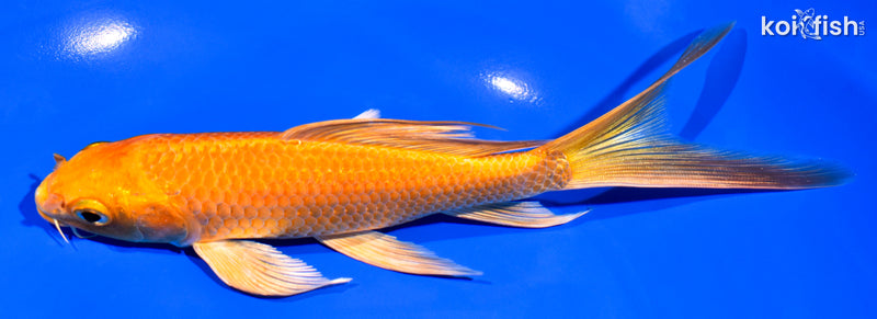 7.25" ORENJI OGON BUTTERFLY