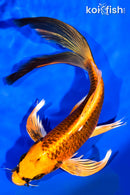 7.75" ORENJI MATSUBA BUTTERFLY