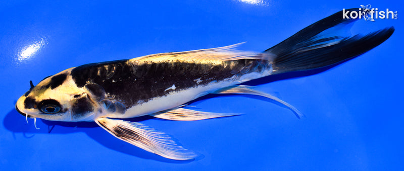 6.75" KABUTO BUTTERFLY