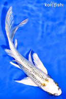 7.25" KUJAKU BUTTERFLY