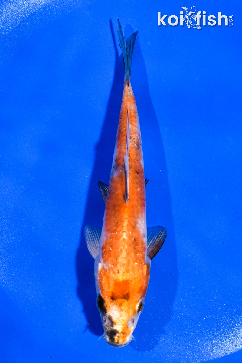 5" KIN HI SHOWA