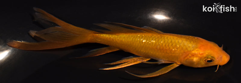 5.25" CHAGOI BUTTERFLY