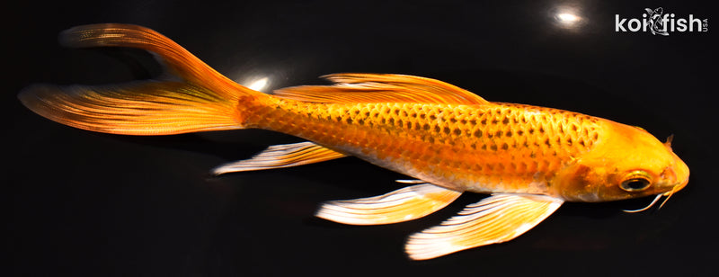 7.5" ORENJI MATSUBA BUTTERFLY