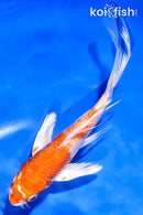 5" HARIWAKE BUTTERFLY