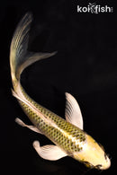 5.5" KUJAKU BUTTERFLY