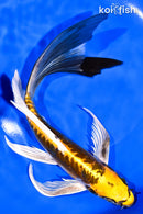 8.75" KIN KIKOKURYU BUTTERFLY