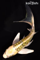 5.5" ARAGOKE KUJAKU BUTTERFLY