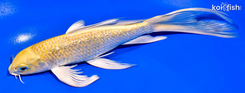 7.5" GINRIN YAMABUKI OGON BUTTERFLY