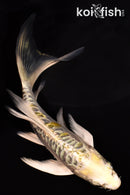 5" GINRIN ARAGOKE KIN KIKOKURYU BUTTERFLY