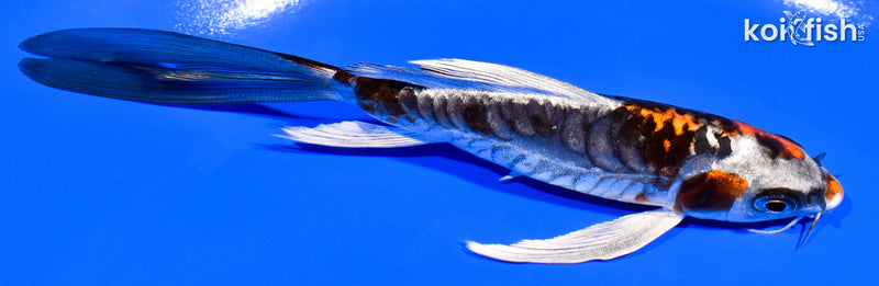 5.5" BENI KIKOKURYU BUTTERFLY