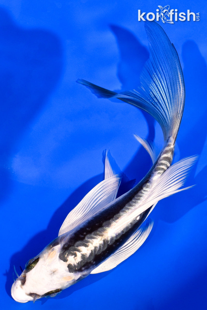 6" KIKOKURYU BUTTERFLY