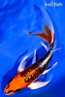 7.5" ARAGOKE BENI KIKOKURYU BUTTERFLY