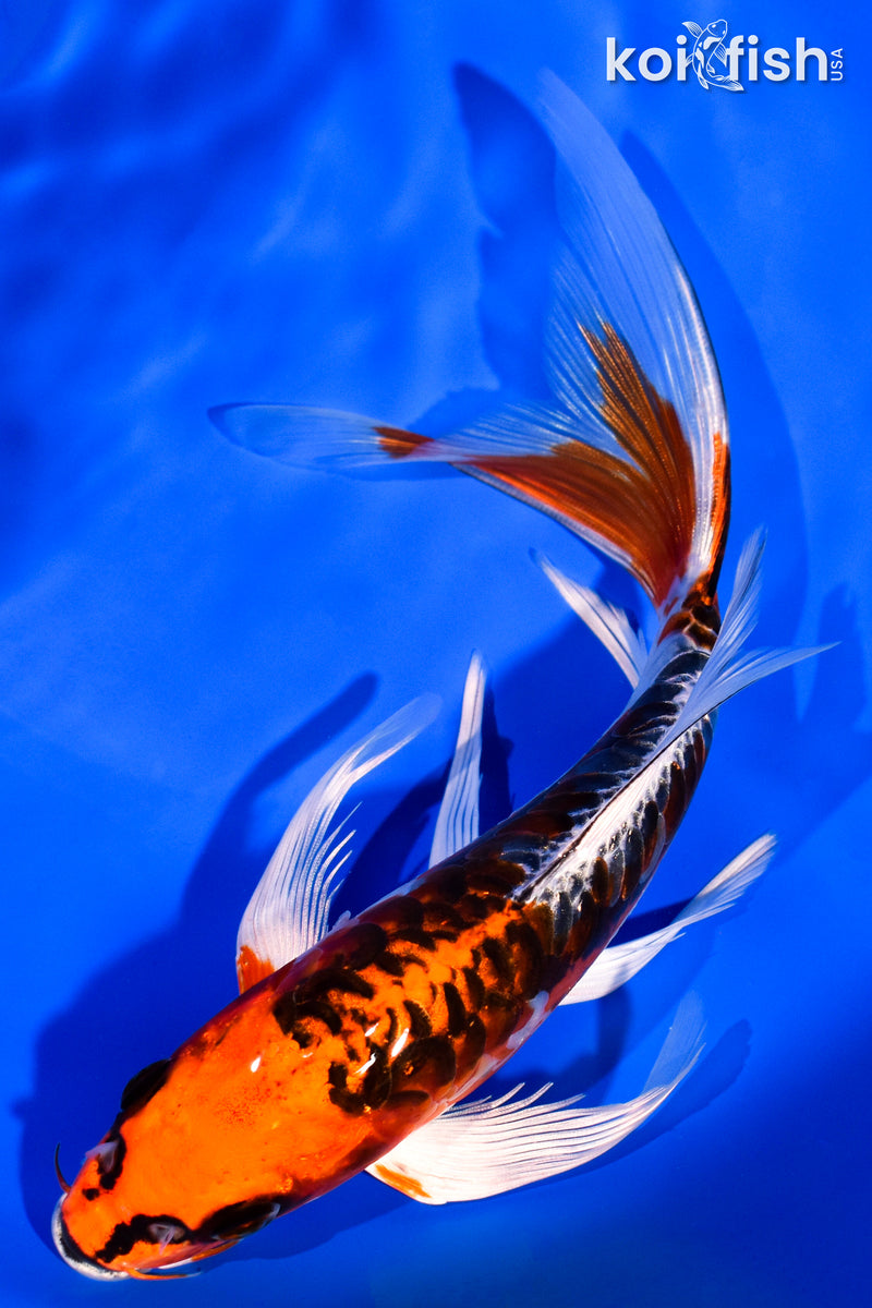 7.5" ARAGOKE BENI KIKOKURYU BUTTERFLY