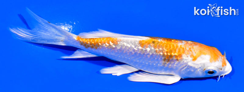 3.75" GINRIN HARIWAKE BUTTERFLY
