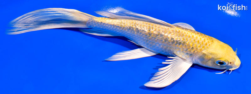 7.5" GINRIN YAMABUKI OGON BUTTERFLY