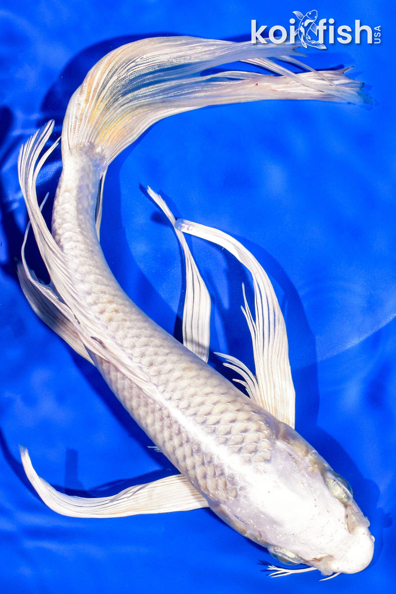 10" PLATINUM OGON BUTTERFLY