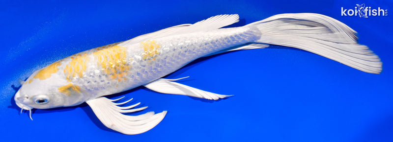 12.5" GINRIN HARIWAKE BUTTERFLY