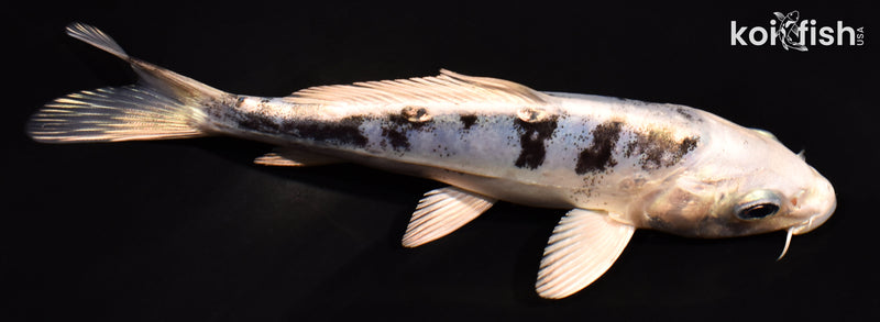 5.5" GIN SHIRO BEKKO