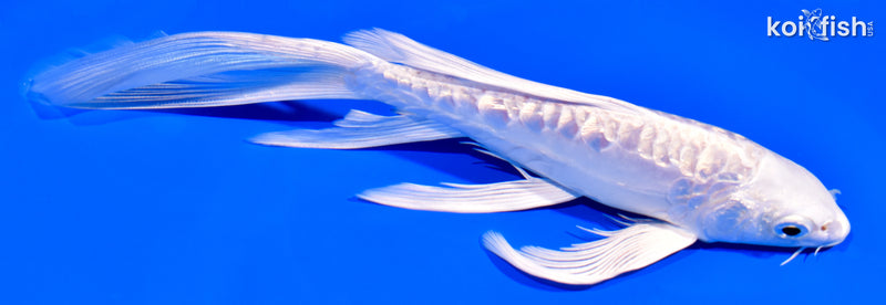 7.5" GINRIN DOITSU PLATINUM OGON BUTTERFLY
