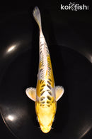 6.75" ARAGOKE KUJAKU