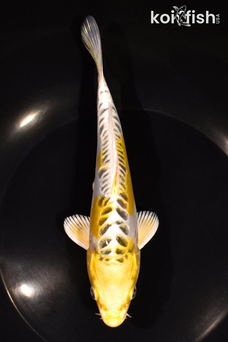 6.75" ARAGOKE KUJAKU