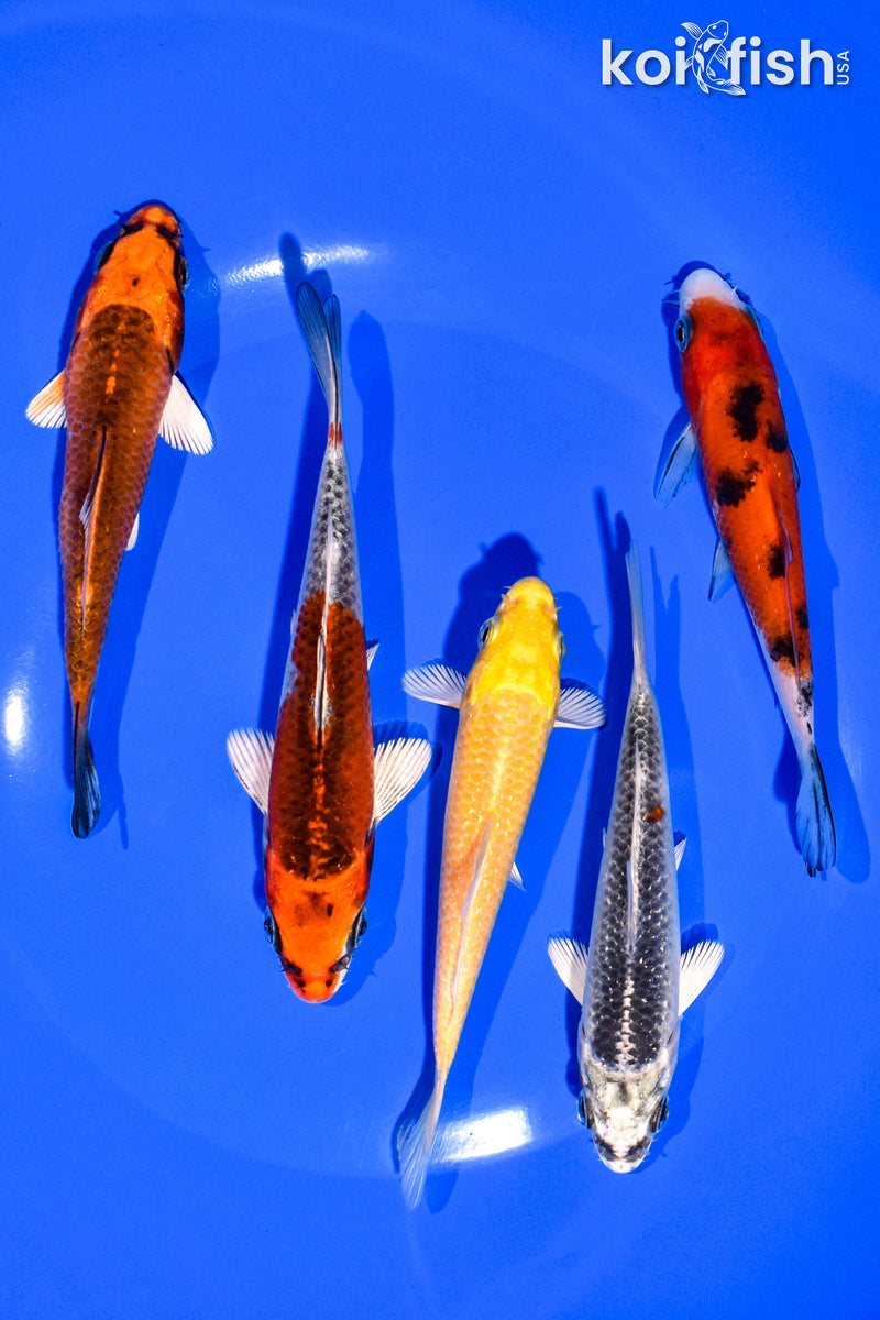 PACK OF (5) 4-5" STANDARD KOI