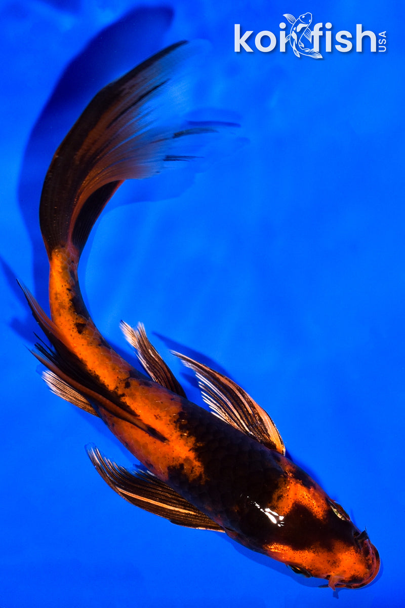 5.75" KIN HI UTSURI BUTTERFLY