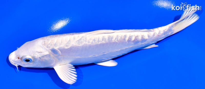 7" GINRIN DOITSU PLATINUM OGON