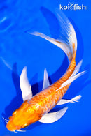 7" ARAGOKE HARIWAKE BUTTERFLY