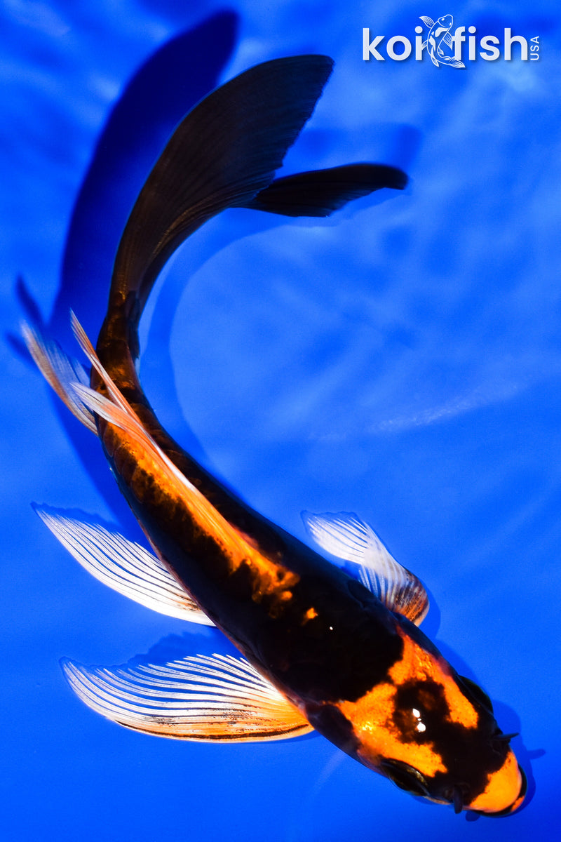 5.5" DOITSU ORENJI MATSUBA BUTTERFLY